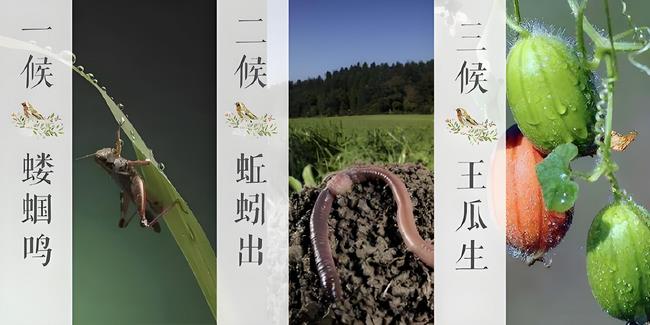 立夏三侯 (Copy).jpg